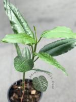 Hoya Imperialis White King - Image 2