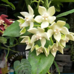 Hoya Imperialis White King