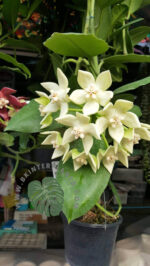 Hoya Imperialis White King