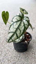 Celebes Pepper - Image 2