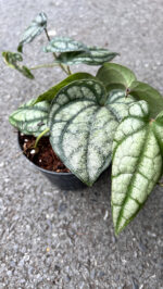 Celebes Pepper - Image 4