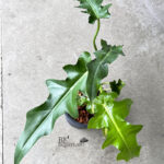 Philodendron Bob Cee