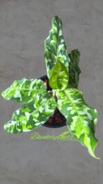 Aglaonema Pictum Tricolor - Image 2