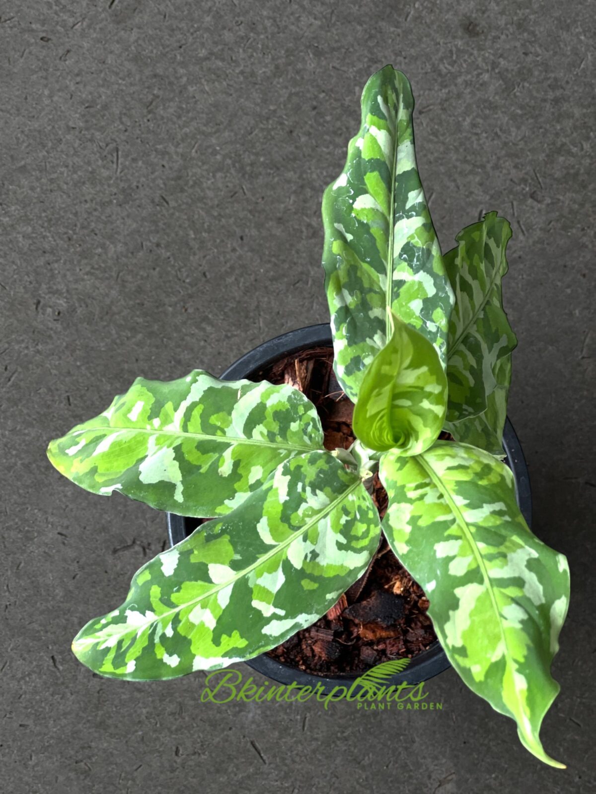 Aglaonema Pictum Tricolor - Image 3
