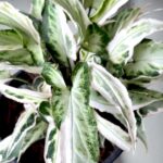 Syngonium Starlite