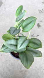 Scindapsus Treubii Moonlight - Image 2