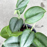 Scindapsus Treubii Moonlight