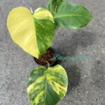 Aurea 3 Color Monstera Variegated