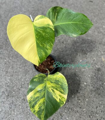 Monstera Borsigiana Aurea Variegated with striking golden-yellow fenestrated leaves