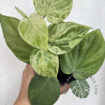 10 Plants Philodendron Hederaceum Variegated
