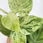 Philodendron Hederaceum Variegated