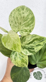 5 Plants Philodendron Hederaceum Variegated