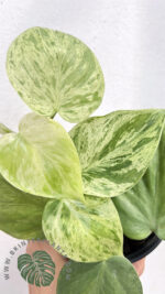 Philodendron Hederaceum Variegated - Image 3