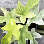 10 Plants Philodendron Florida Ghost Mint