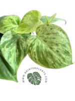 Philodendron Hederaceum Variegated - Image 2