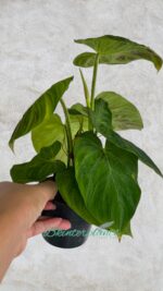 Philodendron Verrucosum - Image 3