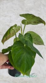 Philodendron Verrucosum - Image 2