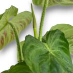 Philodendron Verrucosum