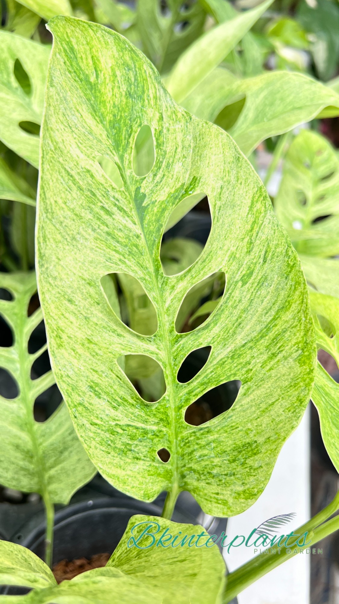 cimg_3701-photoroom.jpg Monstera Laniata Mint Variegated - Image 1