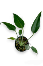 10 Plants Monstera Burle marx Flame Size S - Image 3