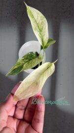 Monstera Laniata Mint Variegated Size S - Image 2