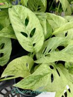 Monstera Laniata Mint Variegated - Image 2