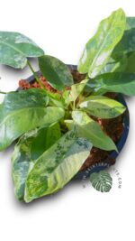 10 Plants Philodendron Burle Marx Mint Variegated - Image 2