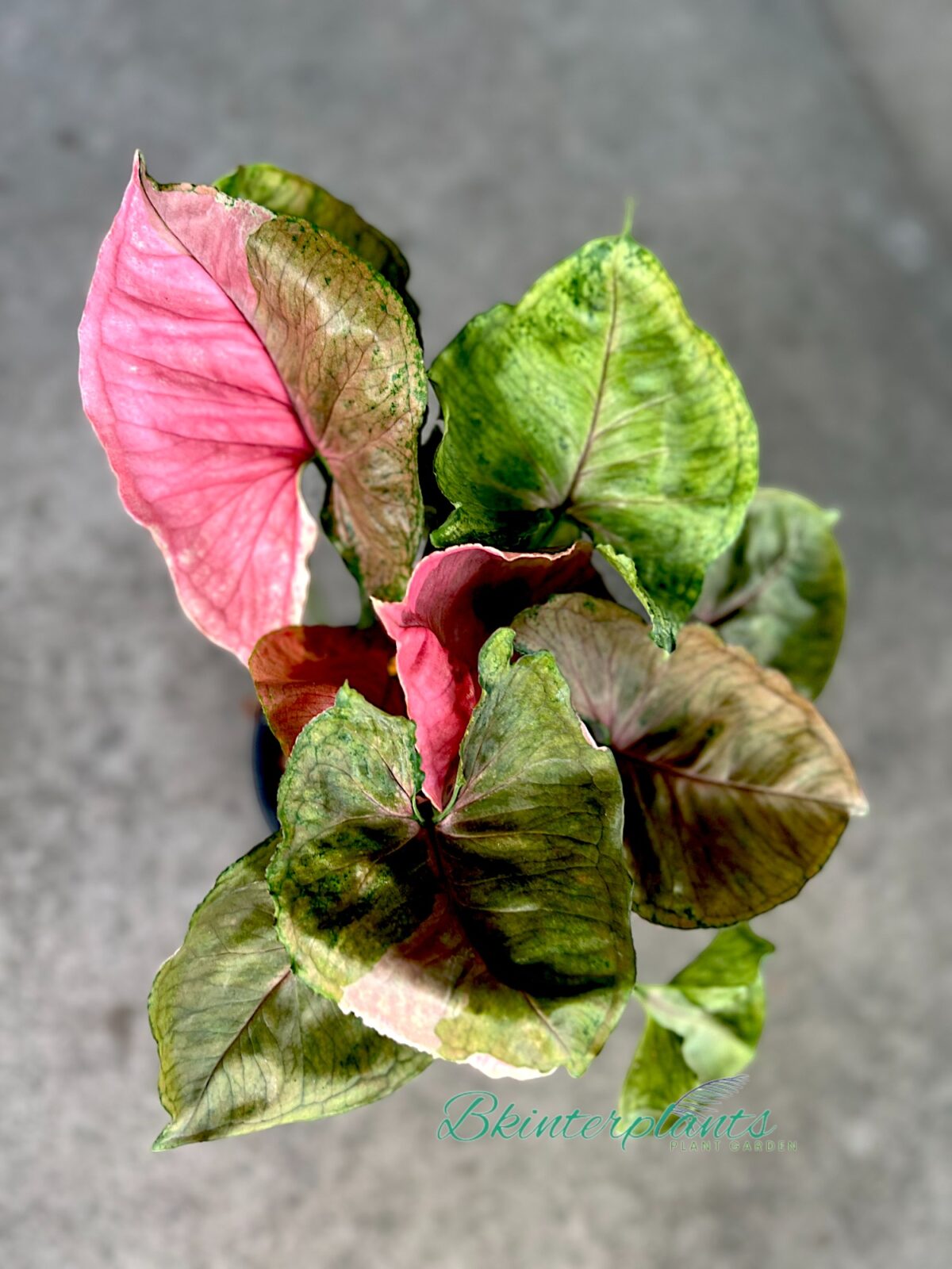 Syngonium Strawberry Ice - Image 4
