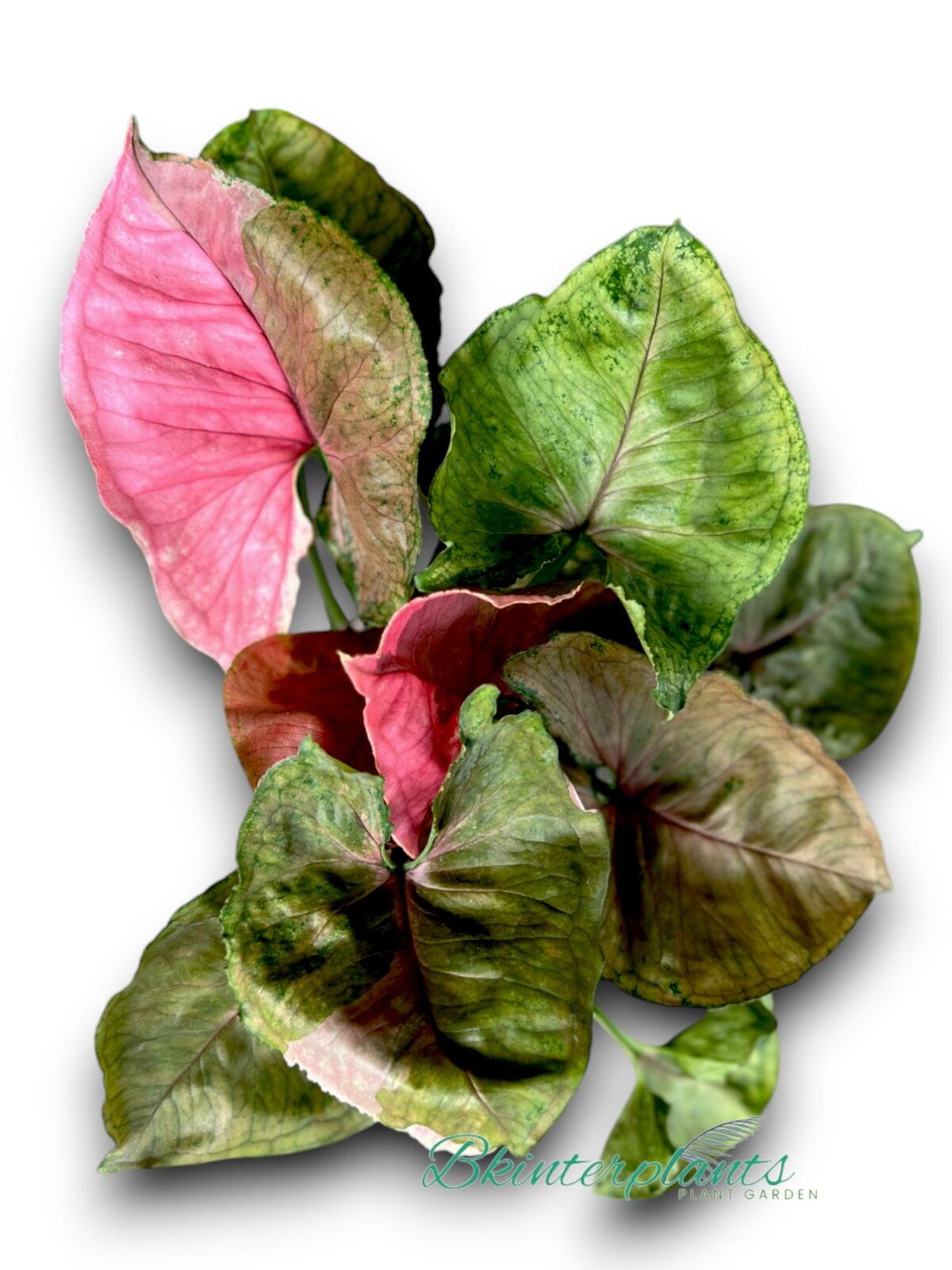 Syngonium Strawberry Ice - Image 3