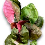 Syngonium Strawberry Ice