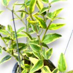 Hoya Bella Albo Marginata Variegated