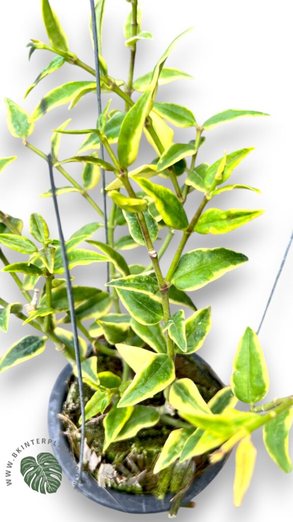 Hoya Bella Albomarginata Variegated with tiny pointed leaves and elegant white variegated margins