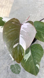 Philodendron Red Anderson Variegated - Image 2