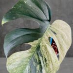 Monstera Deliciosa Mint Variegata Plant 1 Leaf