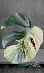 Monstera Deliciosa Mint Variegata Plant 1 Leaf