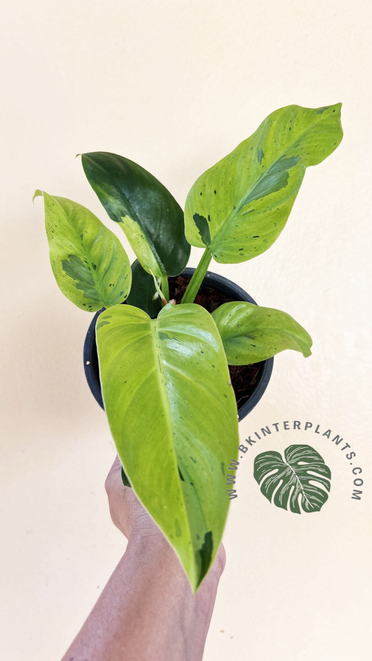 Philodendron Melinonii Ruaysap Marble Variegated - Image 3