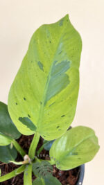 Philodendron Melinonii Ruaysap Marble Variegated