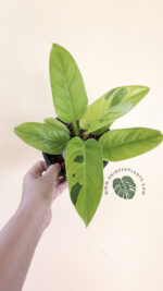 Philodendron Melinonii Ruaysap Marble Variegated - Image 2