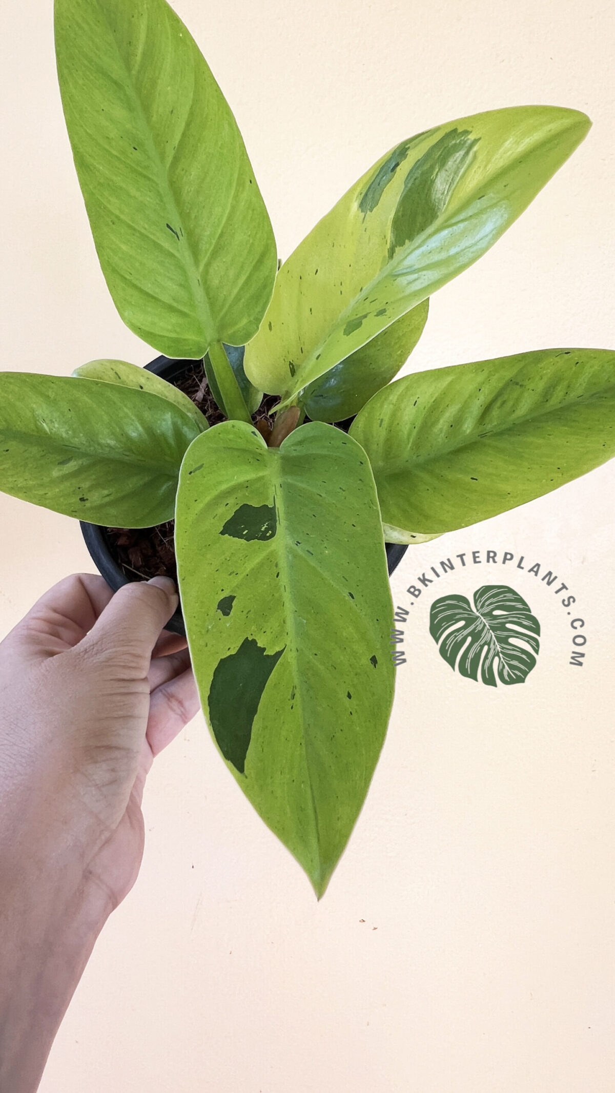 Philodendron Melinonii Ruaysap Marble Variegated - Image 4