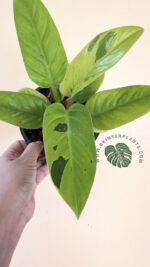 Philodendron Melinonii Ruaysap Marble Variegated - Image 4