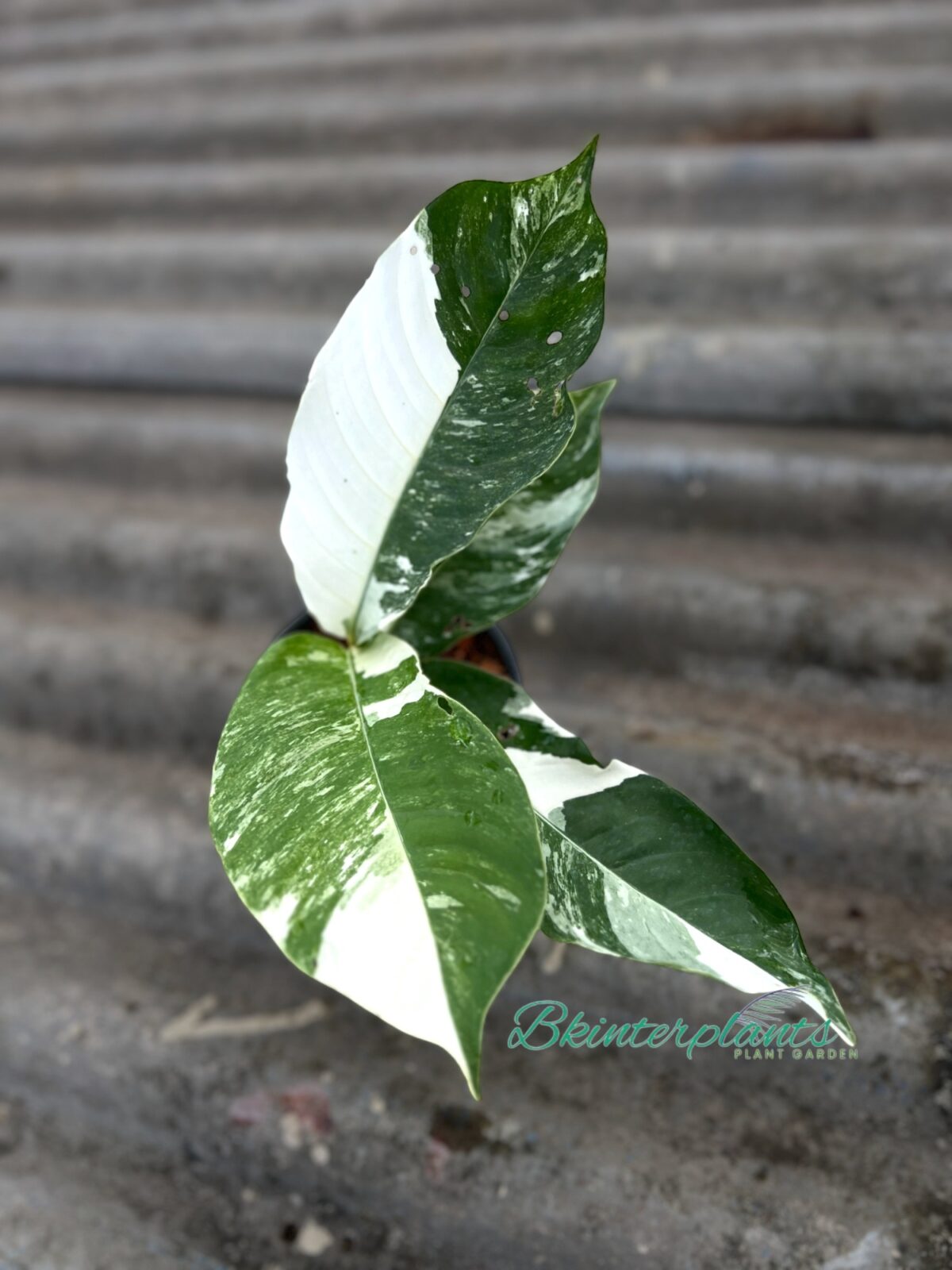 Rhaphidophora Foraminifera Albo Variegated - Image 2