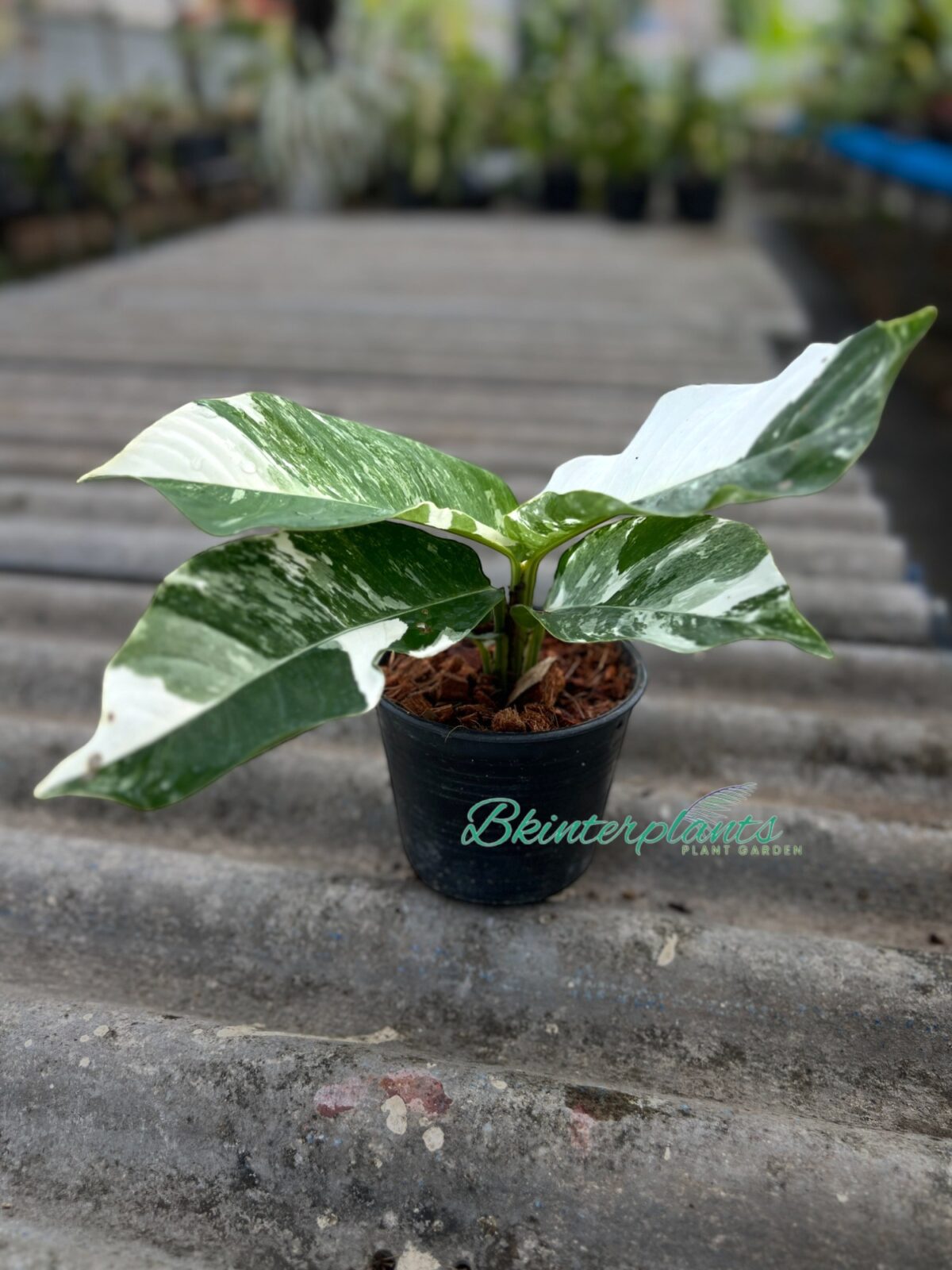 Rhaphidophora Foraminifera Albo Variegated - Image 4