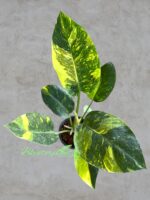 Philodendron Green Congo Nuclear Variegated Size L - Image 4