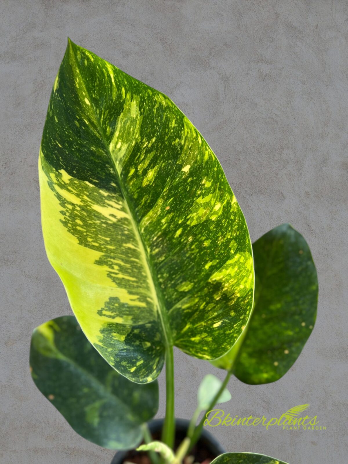 Philodendron Green Congo Nuclear Variegated Size L - Image 3