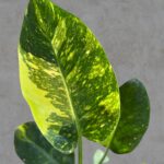 Philodendron Green Congo Nuclear Variegated Size L