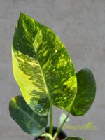 Philodendron Green Congo Nuclear Variegated Size L