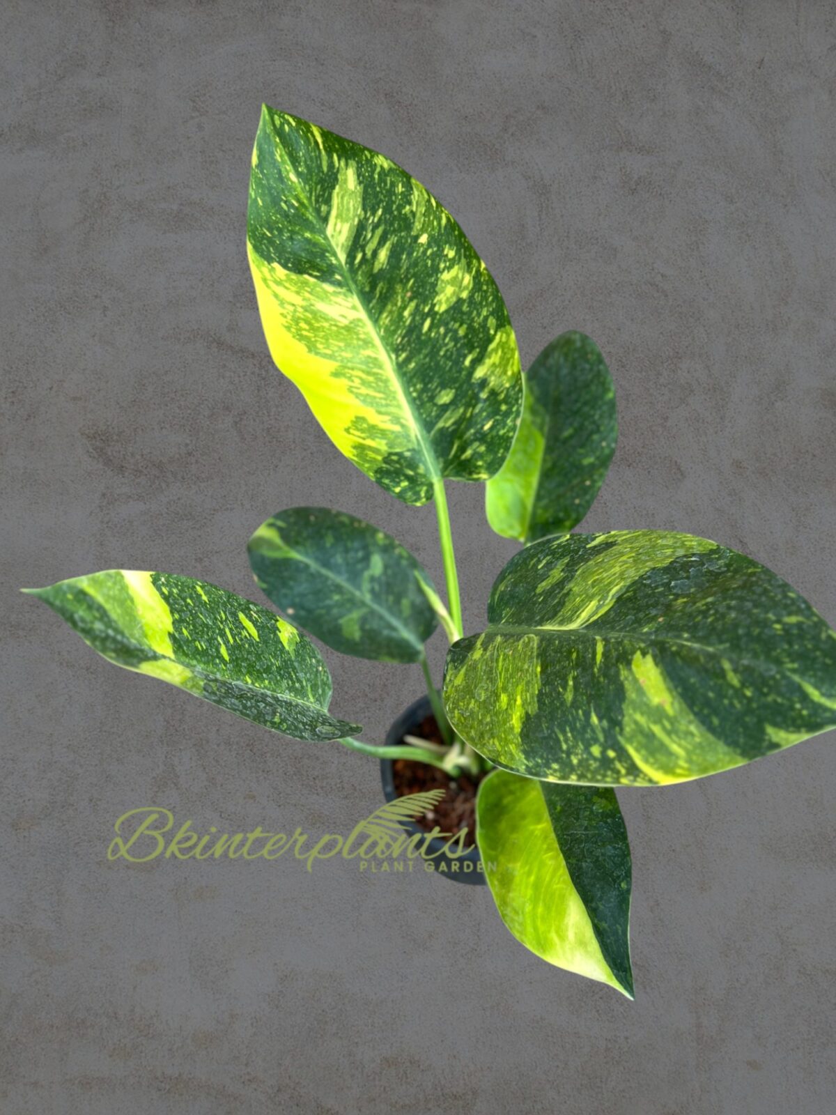 Philodendron Green Congo Nuclear Variegated Size L - Image 2