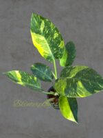 Philodendron Green Congo Nuclear Variegated Size L - Image 2