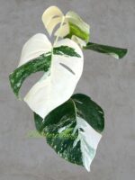 10 Plants Monstera Albo Variegated - Image 2