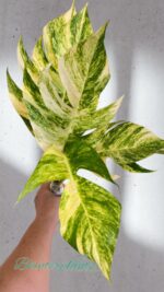 10 Plants Epipremnum Golden Flame Variegated - Image 3